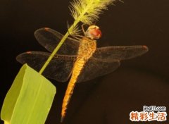 比较火爆好听的短网名，经典有内涵的古风昵称