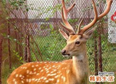 梦见鹿是好是坏，梦到鹿跟我说话
