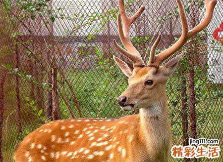 梦见鹿是好是坏，梦到鹿跟我说话