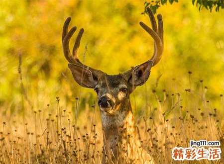 梦见鹿是好是坏，梦到鹿跟我说话