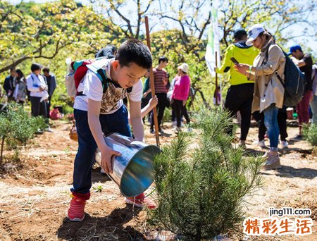 梦见栽树代表什么，梦到和已经去世的母亲一起栽树