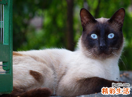 梦见手啥意思，梦到手被猫挠出血了