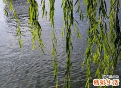 梦见柳树是好是坏，梦到柳树发芽