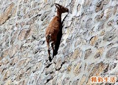 梦见爬悬崖预示什么，做梦梦到从悬崖上爬上去了