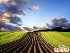 梦见田地代表什么，梦到在田里一条大蟒蛇被打死了