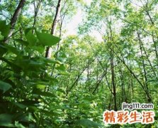 梦见迷路说明啥，做梦梦到在山林里迷路找不到家