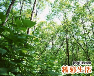 梦见迷路说明啥，做梦梦到在山林里迷路找不到家