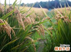 梦见丰收是好是坏，梦到稻田里的稻谷大丰收
