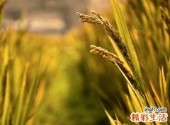 梦见稻田代表什么，梦到在一片稻田里摘菜