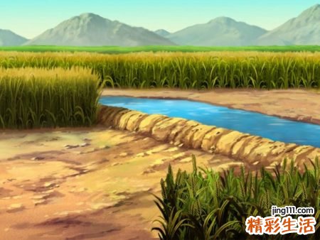 梦见稻田代表什么，梦到在一片稻田里摘菜