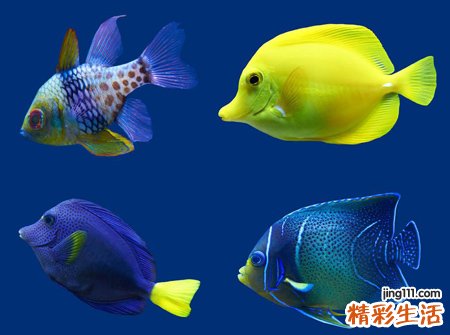 梦见怪鱼是什么意思，做梦梦到一条很奇怪的鱼