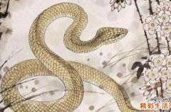 属蛇今天下午打麻将运气如何 属蛇打牌坐哪个方位好