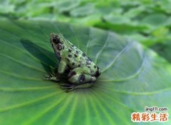 梦见青蛙好不好，做梦梦到青蛙跳到身上