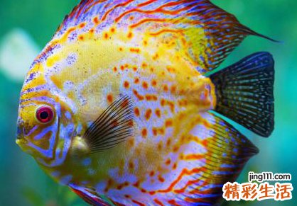 梦见死鱼好不好，做梦梦到水里有死鱼有活鱼