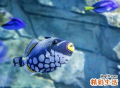 梦见杀鱼有什么寓意，做梦梦到自己用刀切鱼