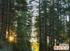 森系唯美ins网名，有高级感的ins风森系昵称