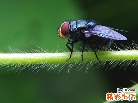梦见苍蝇有什么寓意，女人梦见屋里很多苍蝇