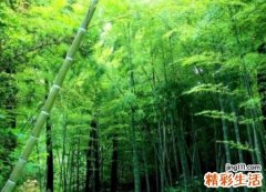 梦见竹林是好是坏，做梦梦到一片大雾缭绕的竹林