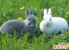 梦见兔子有什么寓意，做梦梦到在拜佛时偶遇兔子