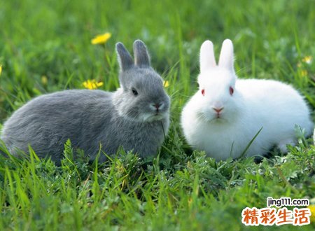 梦见兔子有什么寓意，做梦梦到在拜佛时偶遇兔子