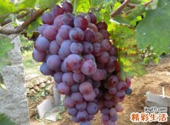 梦见摘葡萄怎么回事，做梦梦到冬日在屋里摘葡萄吃