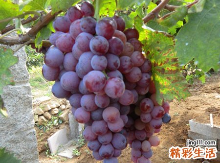 梦见摘葡萄怎么回事，做梦梦到冬日在屋里摘葡萄吃