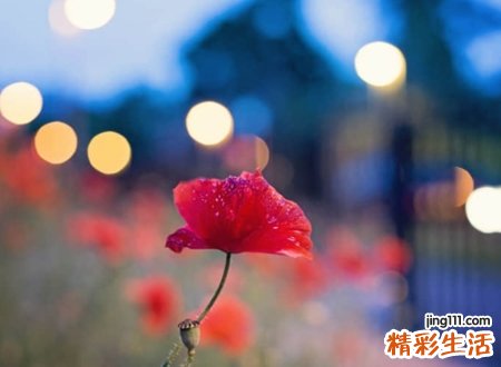 清新自然洒脱的王者荣耀名字，文艺小清新游戏网名