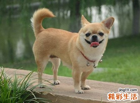 梦见喂狗是什么意思，做梦梦到自己喂了好多狗