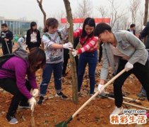 梦见栽树代表什么，做梦梦到和女上司一起栽树苗