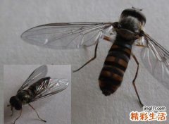 梦见苍蝇有什么预兆，做梦梦到自己驱赶很多苍蝇
