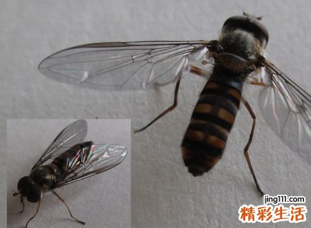 梦见苍蝇有什么预兆，做梦梦到自己驱赶很多苍蝇