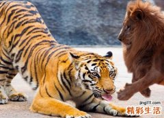 梦见狮子老虎好吗，做梦梦到躲老虎狮子很害怕