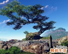 梦见松树有什么寓意，做梦梦到很多小松树