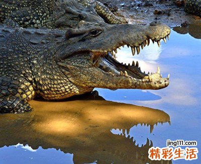 梦见鳄鱼说明啥，做梦梦到一个小孩被鳄鱼伤了