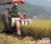 梦见稻谷是好事吗，做梦梦到爸爸收晒稻谷