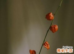 丧的网名，悲观颓废沮丧的伤感微信网名