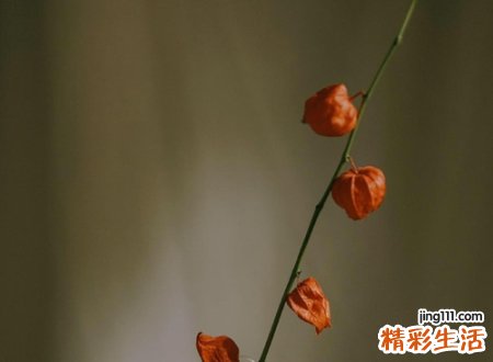 丧的网名，悲观颓废沮丧的伤感微信网名