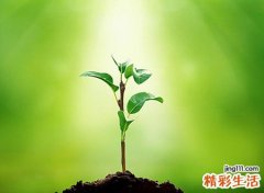 梦见树苗啥预兆，梦到刚发芽的树苗慢慢长高