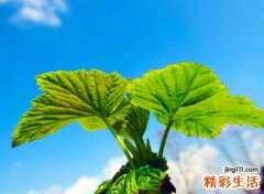 吸引人的网名，今年最吸引人的火山昵称