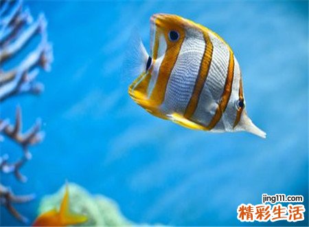 孕妇梦见抓鱼是什么意思，孕妇梦见自己下水抓鱼