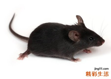 梦见死老鼠好吗，梦到到处都是死老鼠