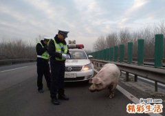 梦见杀猪是什么意思，做梦梦到帮忙一起杀猪