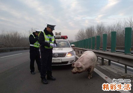 梦见杀猪是什么意思，做梦梦到帮忙一起杀猪