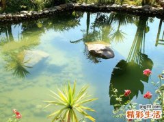 梦见池塘预示什么，梦到池塘里好多鱼