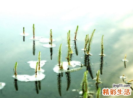 cf骚气昵称，一眼就记住的穿越火线骚id