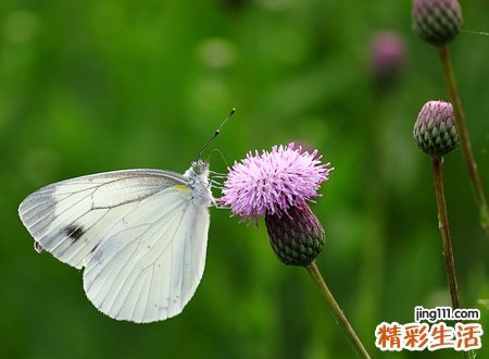 梦见白蝴蝶啥预兆，做梦梦到白蝴蝶向自己飞来