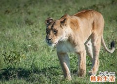 梦见被狮子追好不好，女人梦见被狮子追着跑