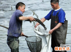 梦见捉鱼啥意思，做梦梦到自己用手抓到鱼
