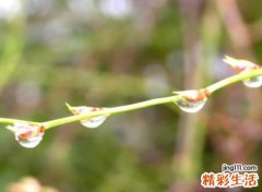 古风淡雅网名，意境怡景淡雅的古风名字