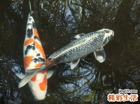 梦见鱼有什么预兆，已婚女人梦见鱼和水